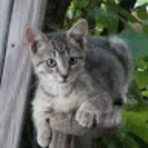 Meet your Posher, Bobbie